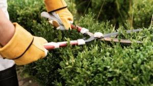 Trasforma i tuoi spazi esterni con Futura Service